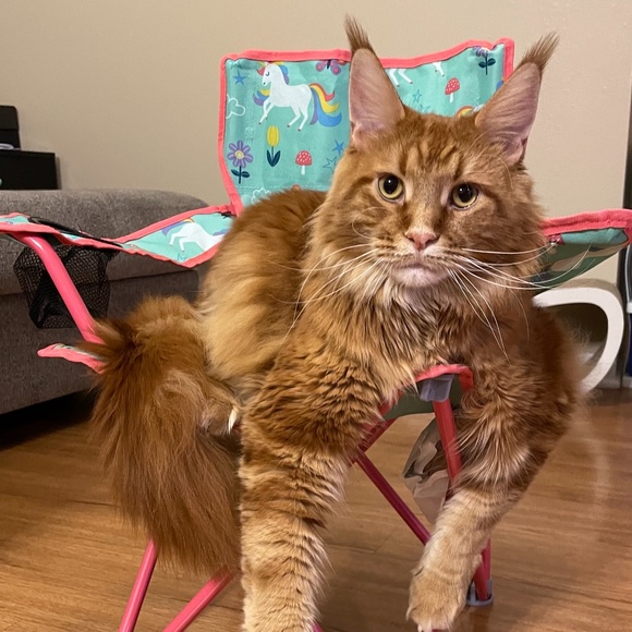 Meet your Posher - Picture 1 of 1